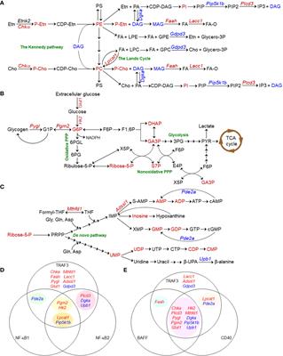 TRAF3: A novel regulator of mitochondrial physiology and metabolic pathways in B lymphocytes